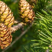 Лиственница европейская Larix decidua WRB 140-160