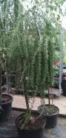 Лиственница европейская 'Pendula' С5