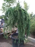 Лиственница японская Stiff Weeping 120-140Pa