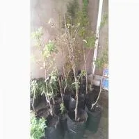 Пакеты черные для растений и саженцев