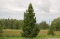 Саженцы лиственницы Сибирской